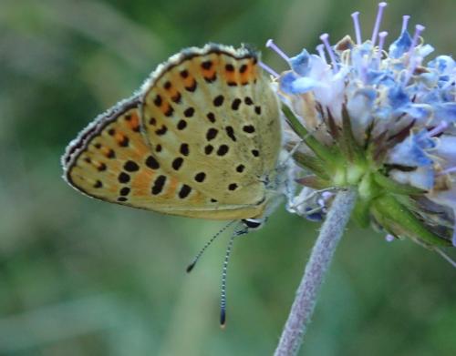 Lycaena tityrus